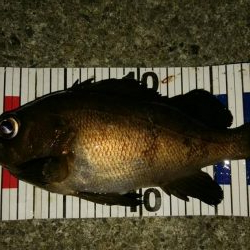 メバル混じりの遠投アジング